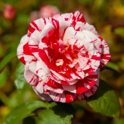Rosier buisson Candy stripe - Des roses rayées uniques
