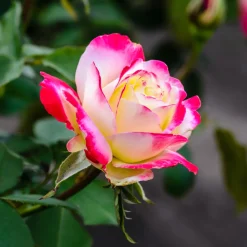 Rosier buisson Double Delight - Un rosier qui change de couleur