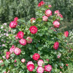 Rosier buisson Double Delight - Un rosier qui change de couleur