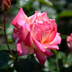 Rosier buisson Double Delight - Un rosier qui change de couleur