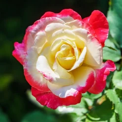 Rosier buisson Double Delight - Un rosier qui change de couleur