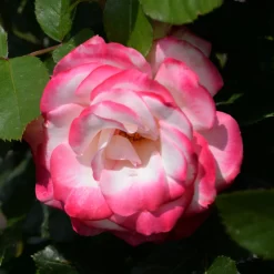 Rosier buisson Double Delight - Un rosier qui change de couleur