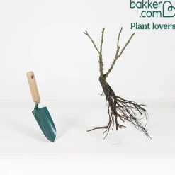 Rosier buisson Double Delight - Un rosier qui change de couleur
