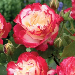 Rosier buisson Double Delight - Un rosier qui change de couleur