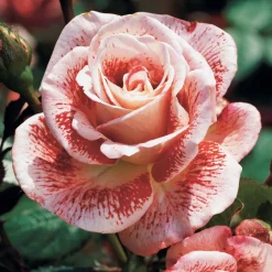 Rosier buisson Famosa - Rouge éclatant tout l'été