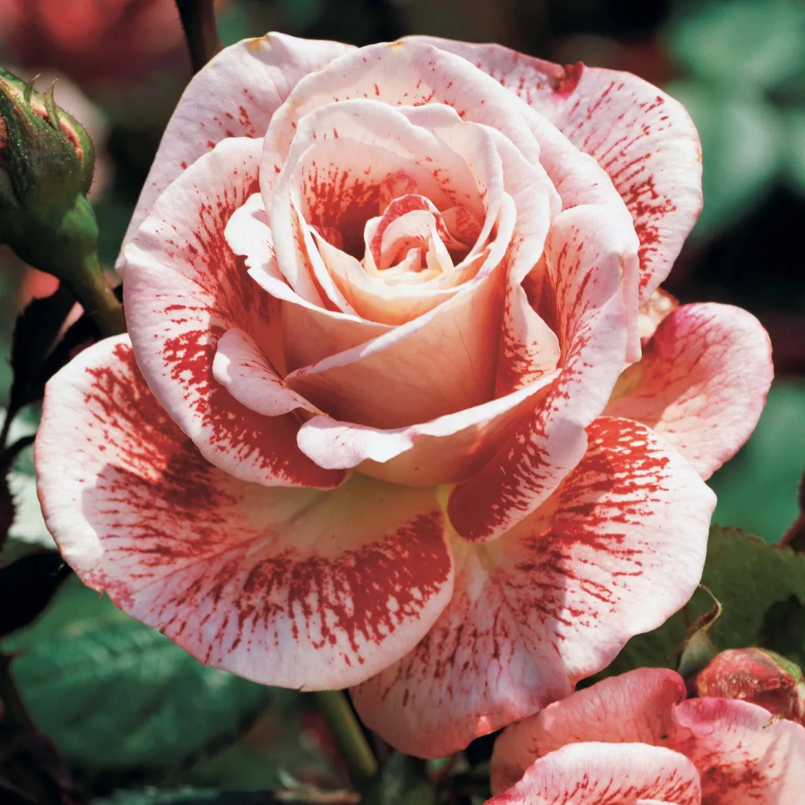 Rosier buisson Famosa - Rouge éclatant tout l'été