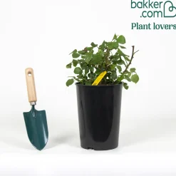 Rosier buisson Grande Amore ® - Des roses rouges tout l'été