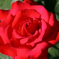 Rosier buisson Grande Amore ® - Des roses rouges tout l'été
