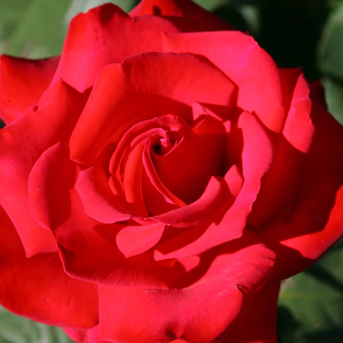 Rosier buisson Grande Amore ® - Des roses rouges tout l'été