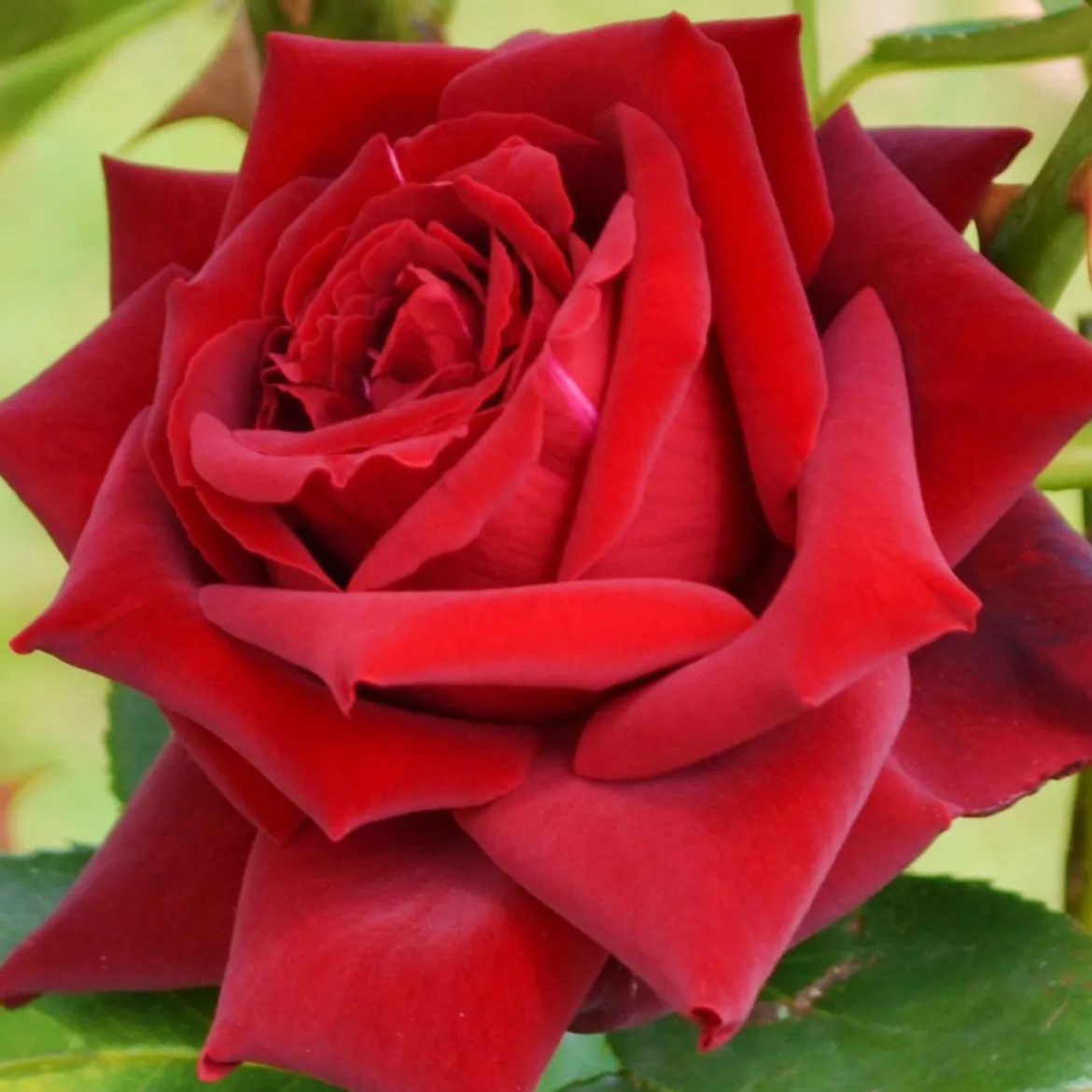 Rosier buisson Grande Amore ® - Des roses rouges tout l'été