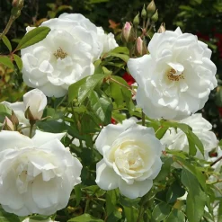 Rosier buisson Helga - Roses blanches, parfum garanti