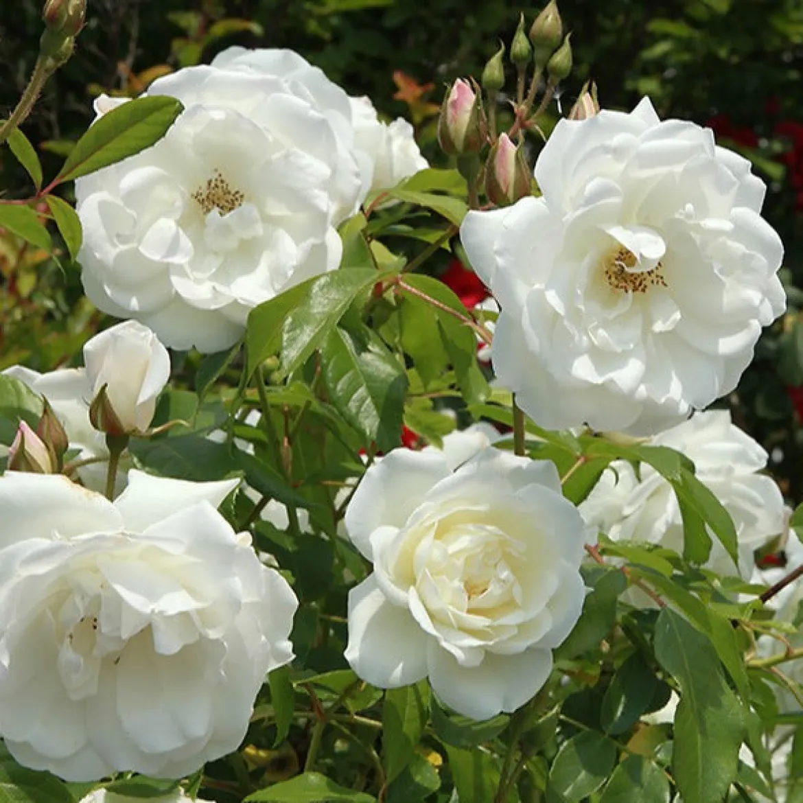 Rosier buisson Helga - Roses blanches, parfum garanti