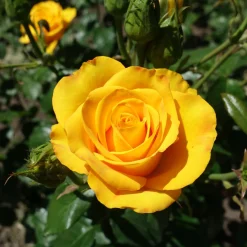 Rosier buisson jaune - Un jardin jaune tout l'été