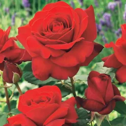 Rosier buisson La Magie du parfum (Duftzauber 84) - Un parfum qui remplit le jardin
