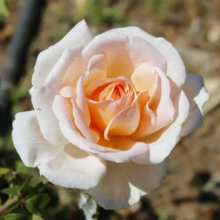 Rosier buisson Malaga ® - Roses parfumées tout l'été