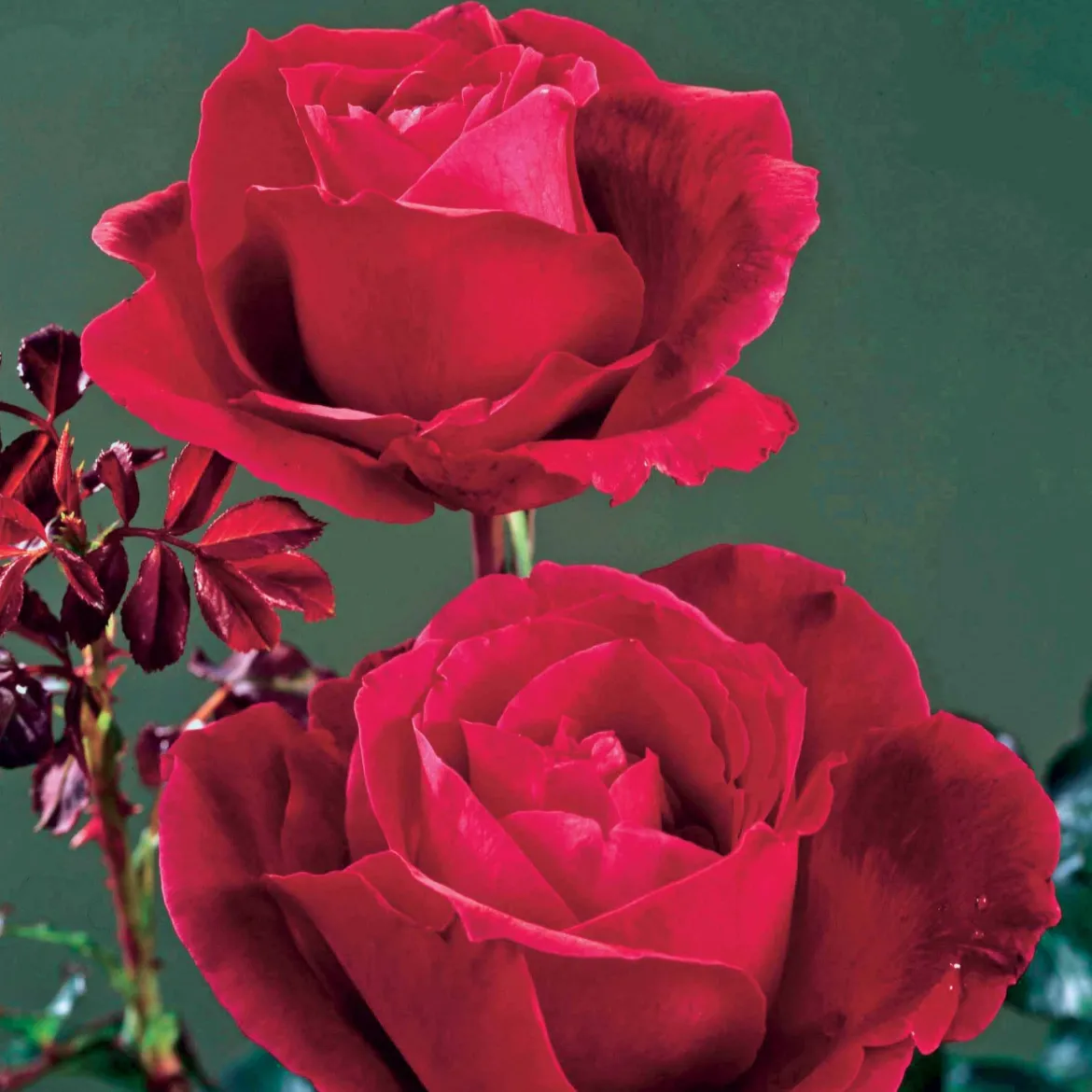 Rosier buisson Mr Lincoln - Rouge intense, parfum puissant