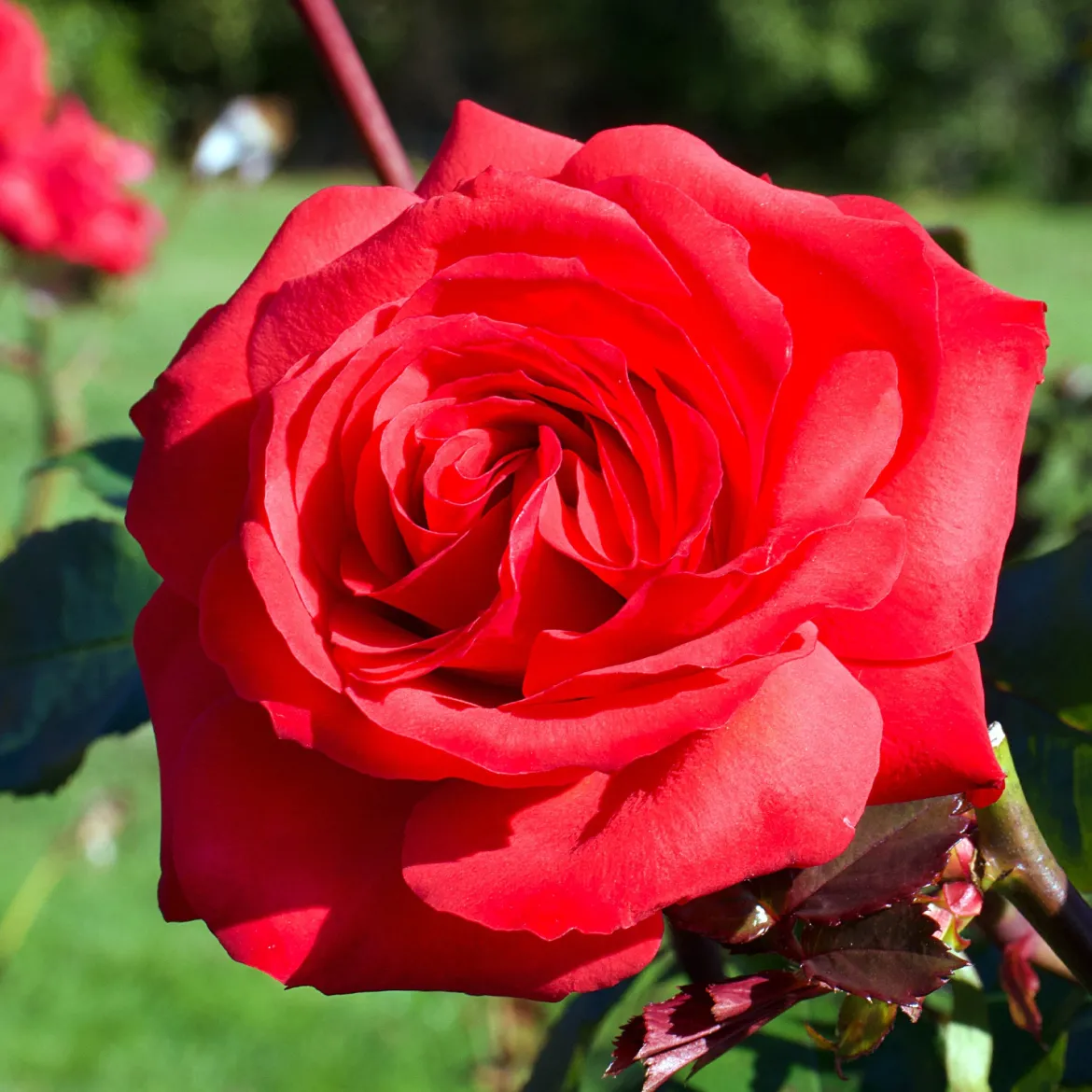 Rosier buisson Mr Lincoln - Rouge intense, parfum puissant
