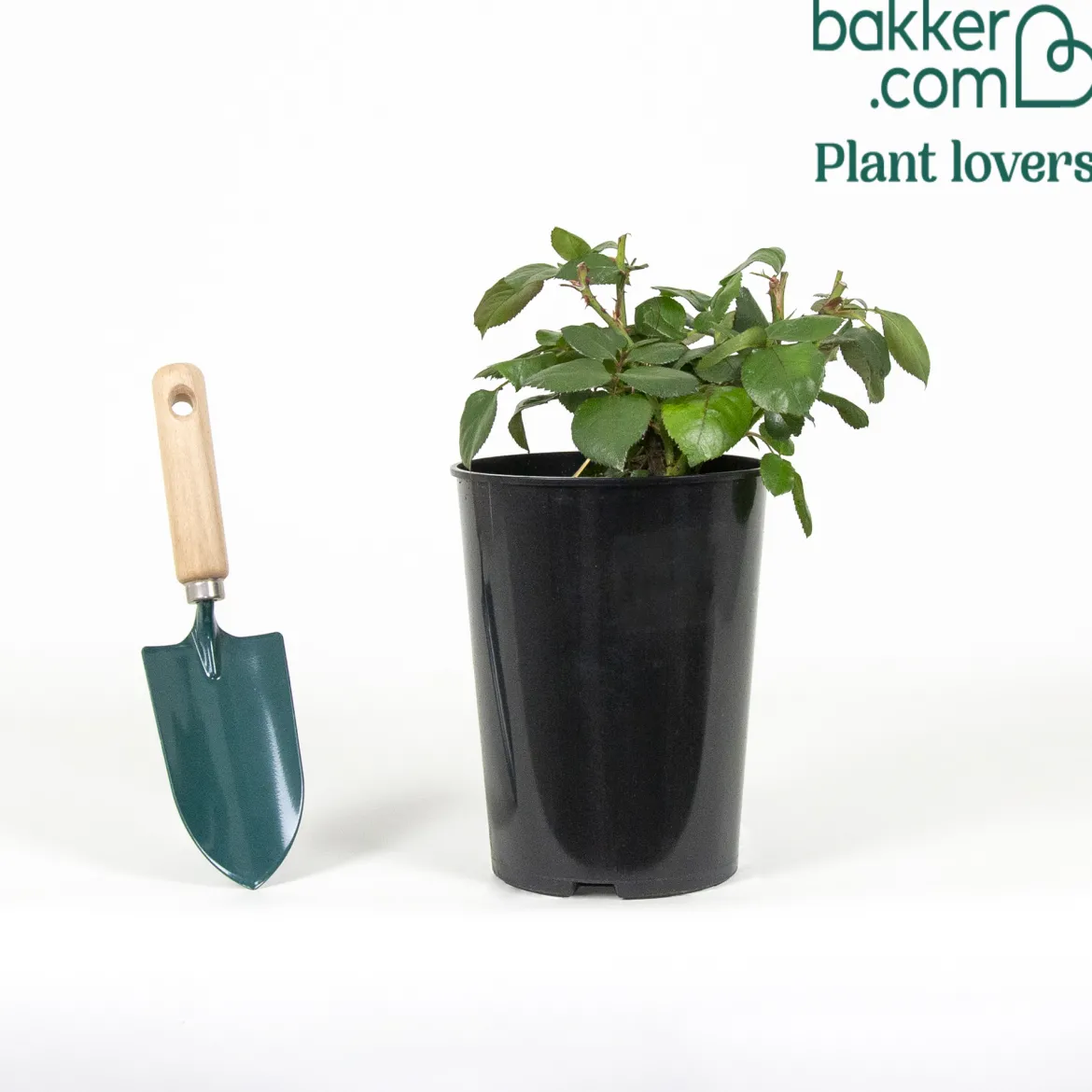 Rosier buisson Nostalgie ® - Deux couleurs en une rose