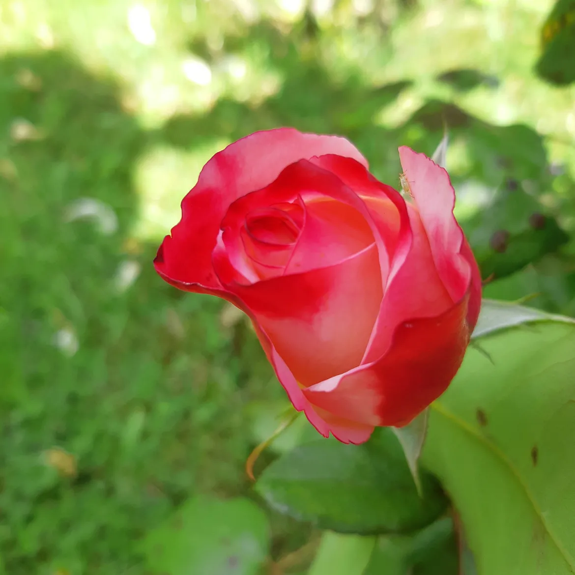 Rosier buisson Nostalgie ® - Deux couleurs en une rose
