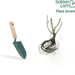 Rosier buisson Nostalgie ® - Deux couleurs en une rose