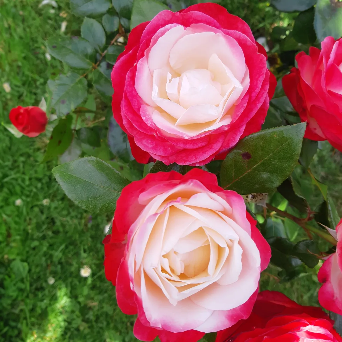 Rosier buisson Nostalgie ® - Deux couleurs en une rose
