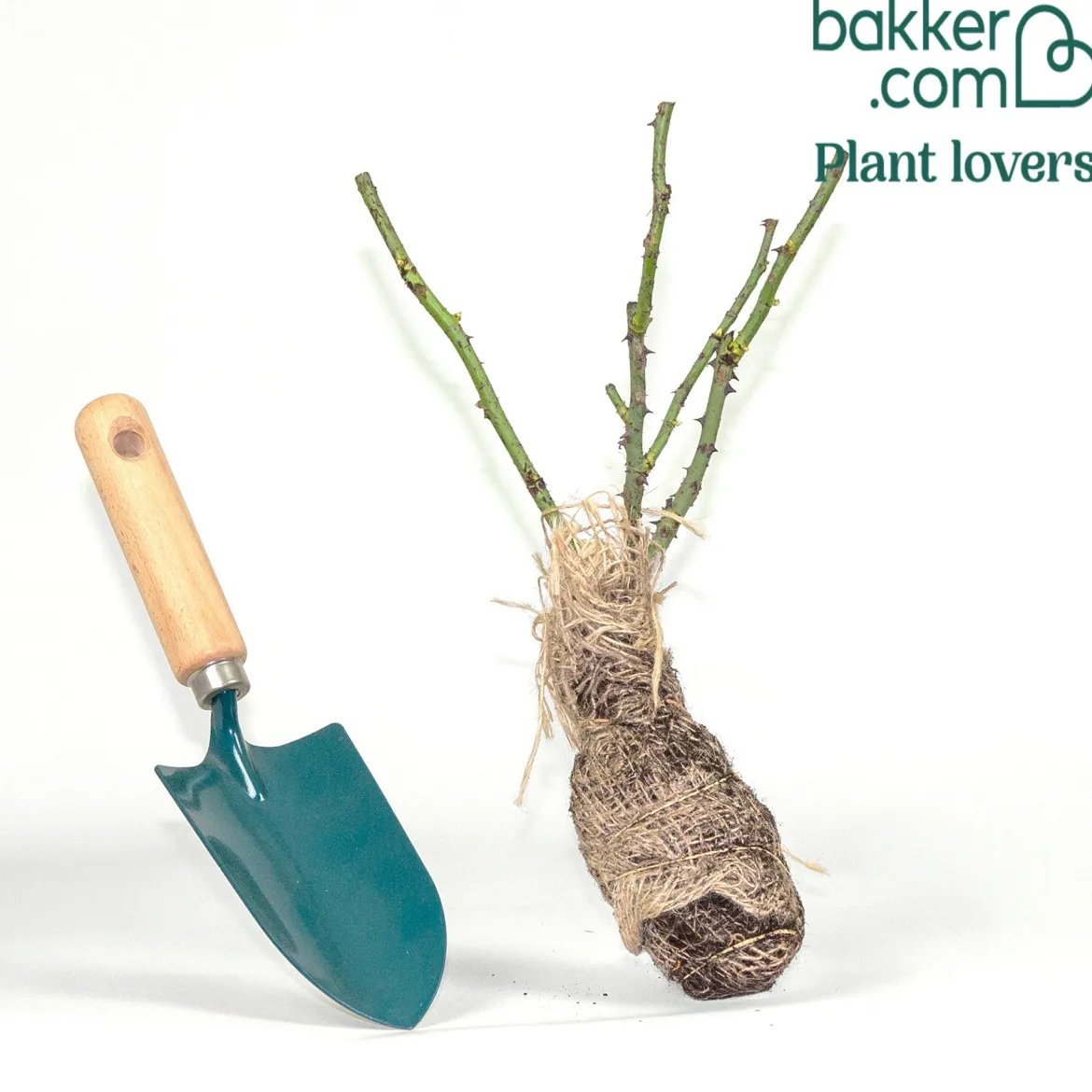 Rosier buisson Nostalgie ® - Deux couleurs en une rose