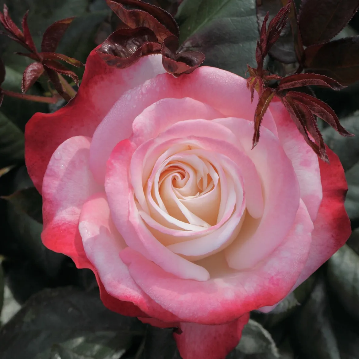 Rosier buisson Nostalgie ® - Deux couleurs en une rose