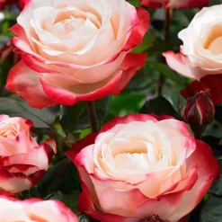 Rosier buisson Nostalgie ® - Deux couleurs en une rose