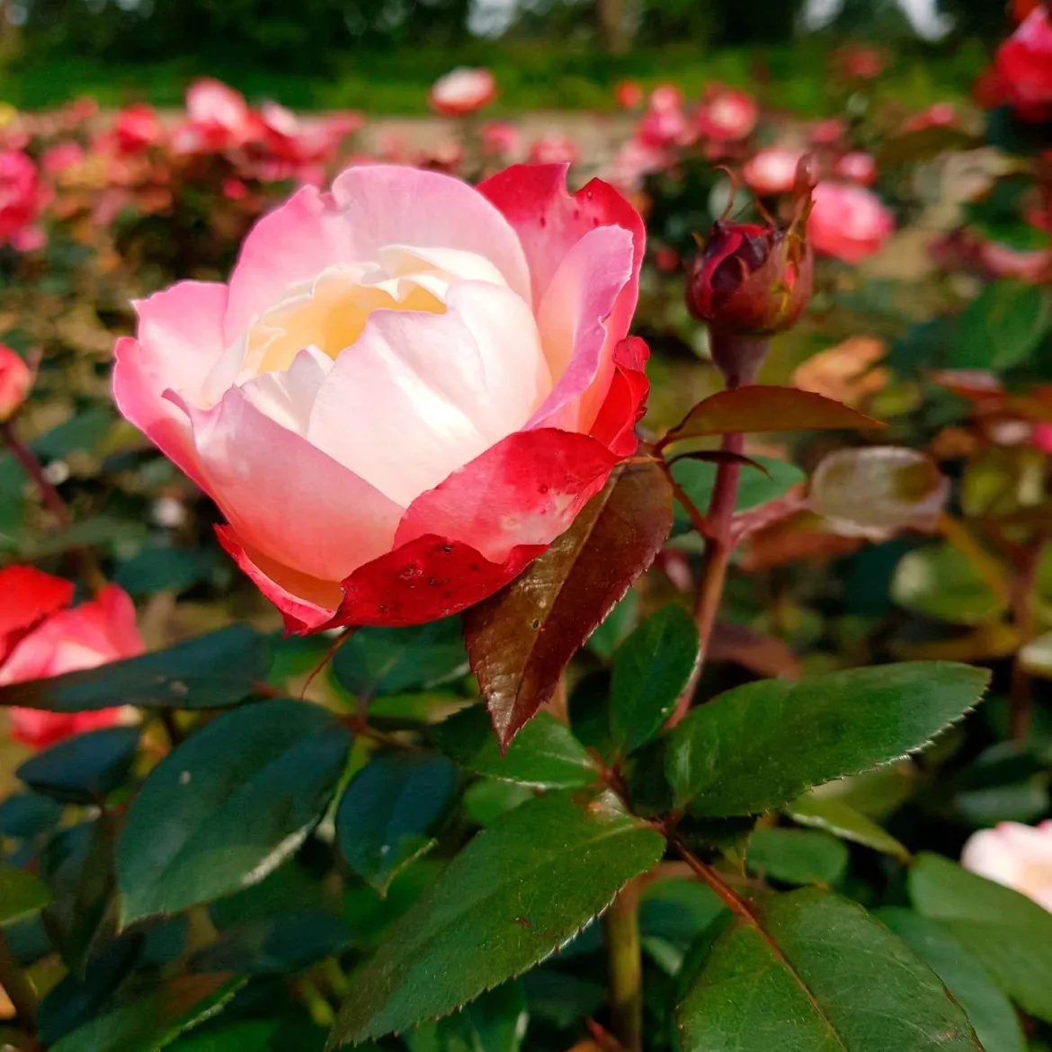 Rosier buisson Nostalgie ® - Deux couleurs en une rose