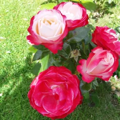 Rosier buisson Nostalgie ® - Deux couleurs en une rose