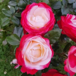 Rosier buisson Nostalgie ® - Deux couleurs en une rose