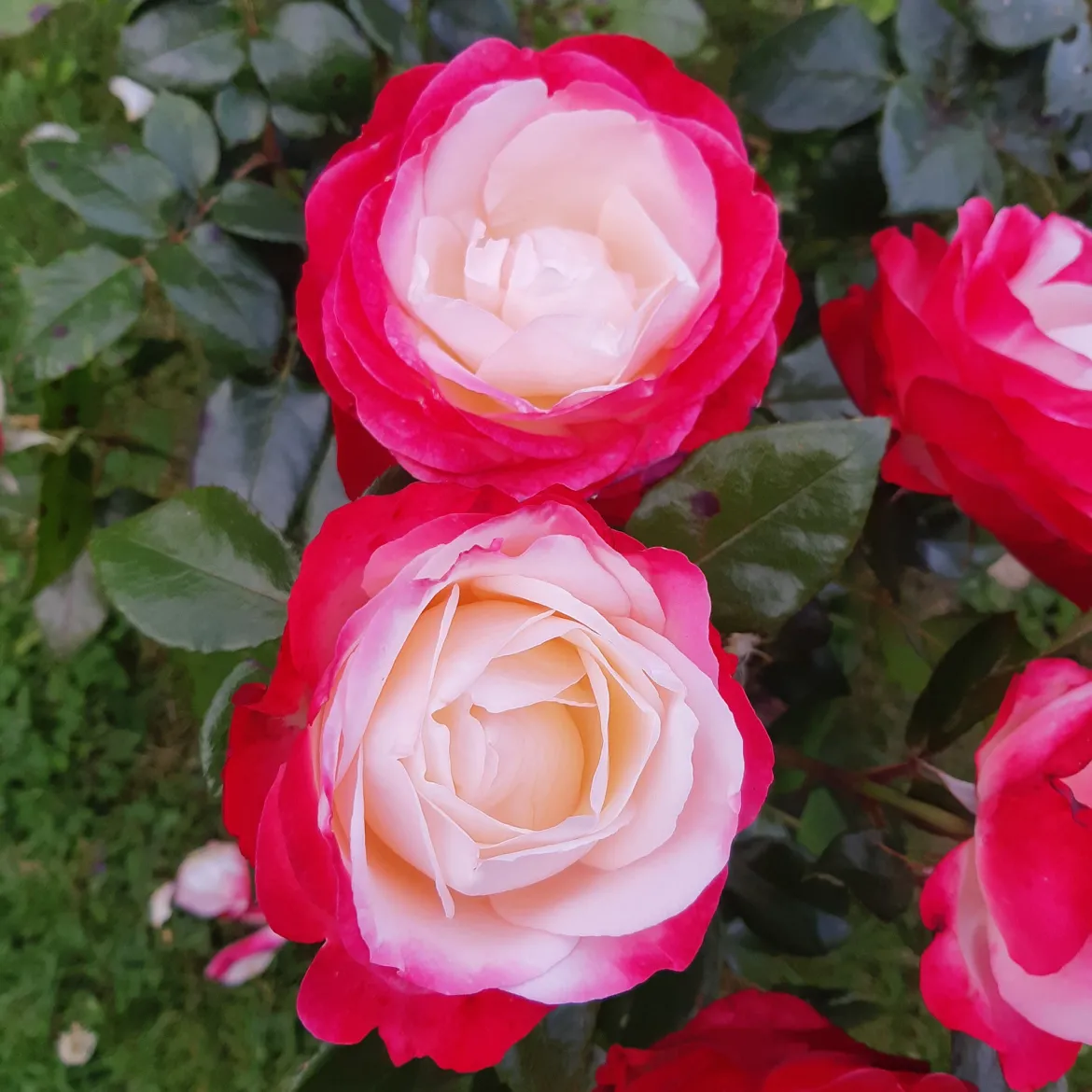 Rosier buisson Nostalgie ® - Deux couleurs en une rose