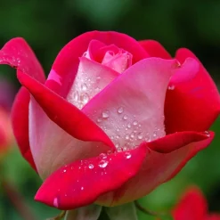 Rosier buisson Osiria - La rose bicolore spectaculaire