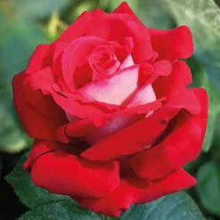 Rosier buisson Osiria - La rose bicolore spectaculaire