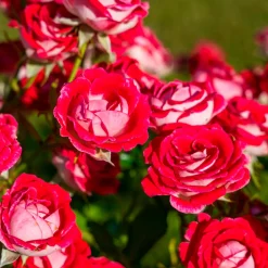 Rosier buisson Osiria - La rose bicolore spectaculaire