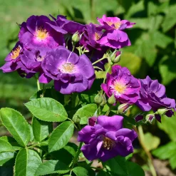 Rosier buisson Rhapsody in Blue® Frantasia - Un rosier presque bleu