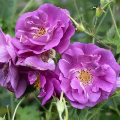 Rosier buisson Rhapsody in Blue® Frantasia - Un rosier presque bleu