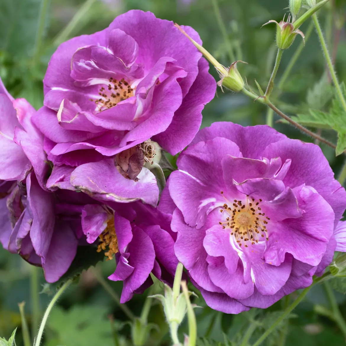 Rosier buisson Rhapsody in Blue® Frantasia - Un rosier presque bleu