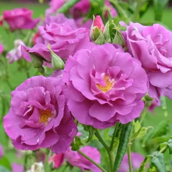Rosier buisson Rhapsody in Blue® Frantasia - Un rosier presque bleu