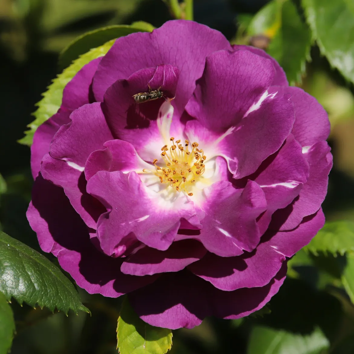 Rosier buisson Rhapsody in Blue® Frantasia - Un rosier presque bleu