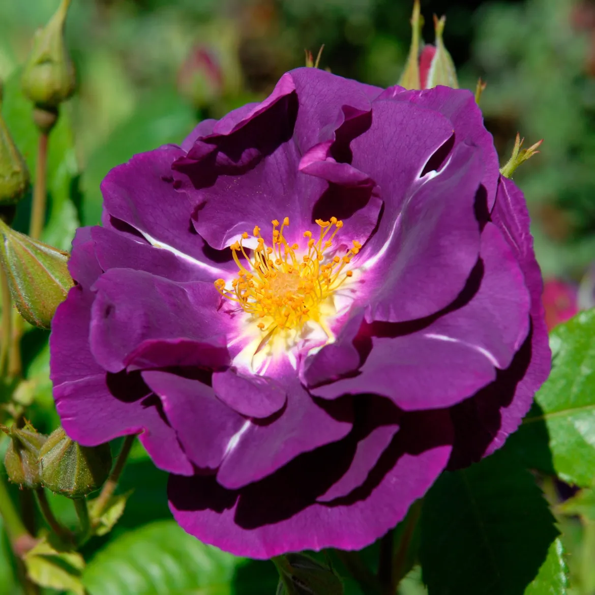 Rosier buisson Rhapsody in Blue® Frantasia - Un rosier presque bleu