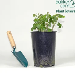 Rosier buisson Rhapsody in Blue® Frantasia - Un rosier presque bleu