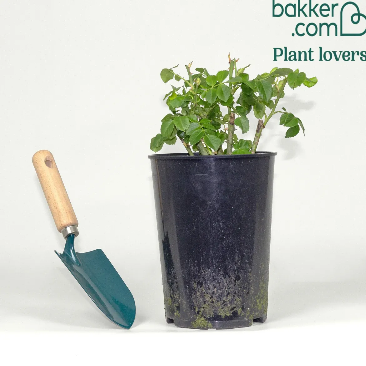 Rosier buisson Rhapsody in Blue® Frantasia - Un rosier presque bleu