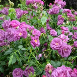 Rosier buisson Rhapsody in Blue® Frantasia - Un rosier presque bleu