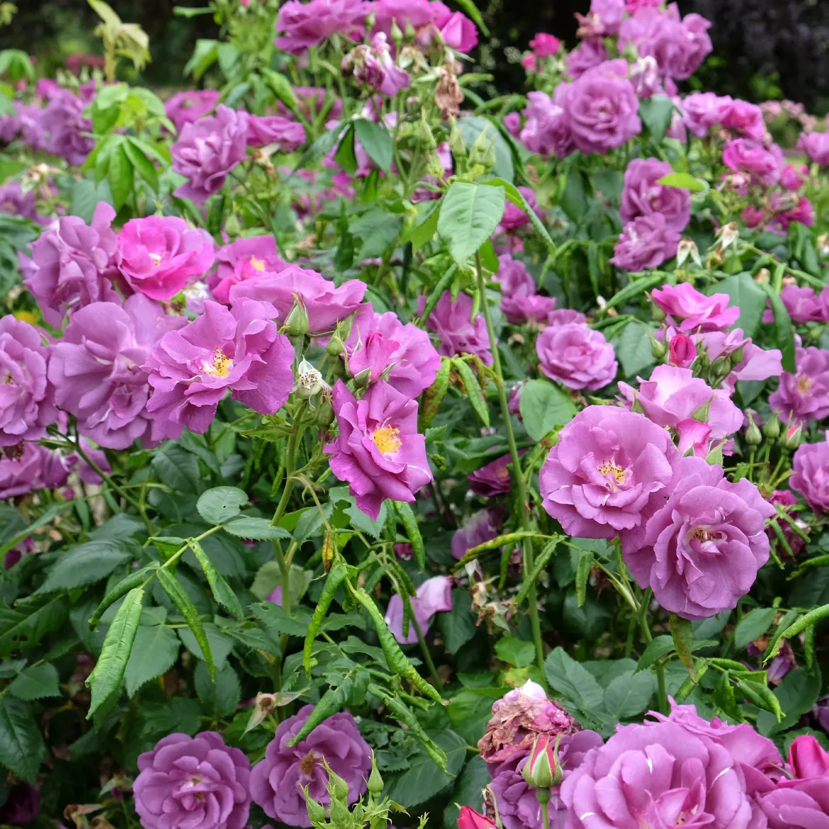 Rosier buisson Rhapsody in Blue® Frantasia - Un rosier presque bleu