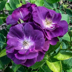 Rosier buisson Rhapsody in Blue® Frantasia - Un rosier presque bleu