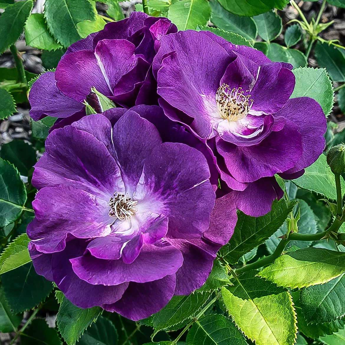 Rosier buisson Rhapsody in Blue® Frantasia - Un rosier presque bleu