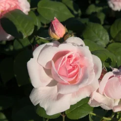Rosier buisson rose - Des roses tout l'été