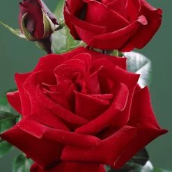 Rosier buisson rouge vif - Du rouge vif tout l'été