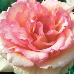 Rosier buisson Souvenir de Baden Baden ® Korsouba - Des roses parfumées tout l'été